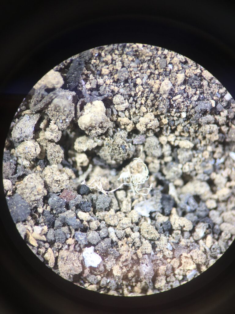 Chrysotile asbestos found in a soil sample